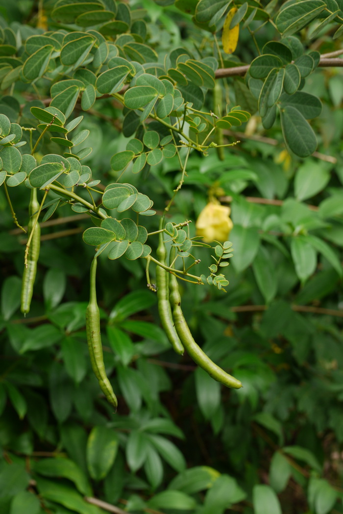 双荚黄槐Senna bicapsularis