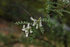 白刺花Sophora davidii