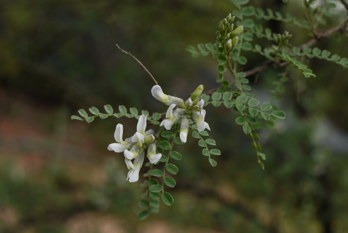 白刺花Sophora davidii 白刺花Sophora davidii