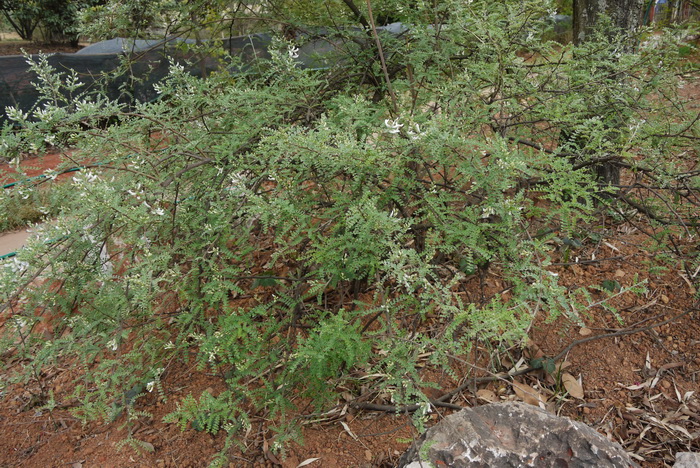 白刺花Sophora davidii