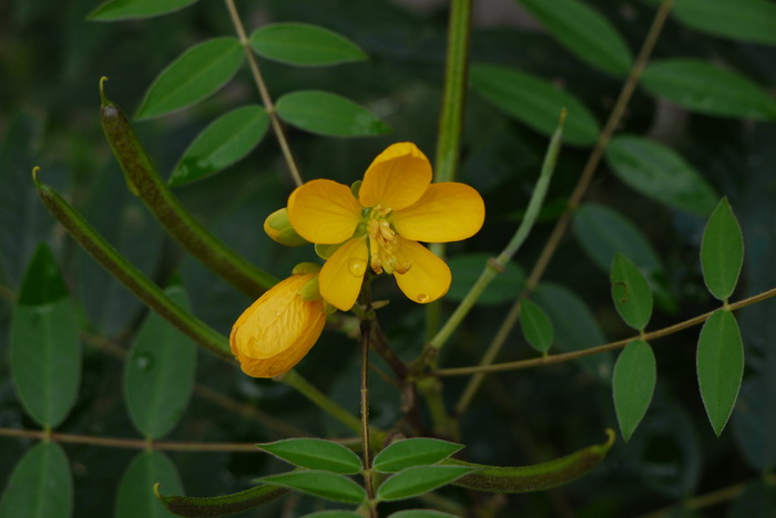 槐叶决明Senna sophera 槐叶决明Senna sophera