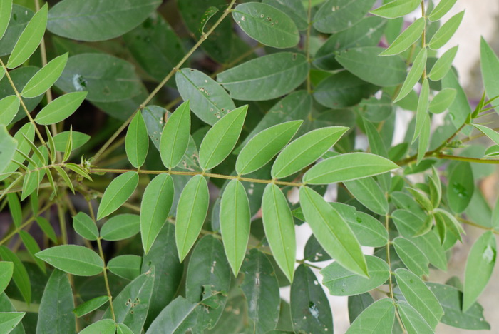 槐叶决明Senna sophera 槐叶决明Senna sophera