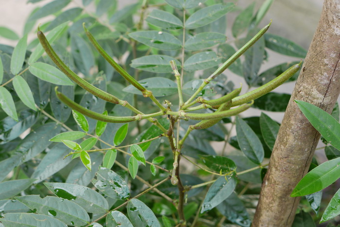 槐叶决明Senna sophera 槐叶决明Senna sophera