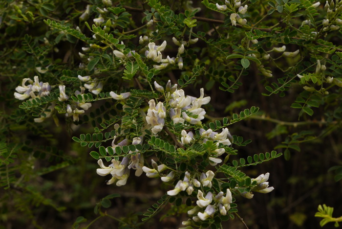 白刺花Sophora davidii