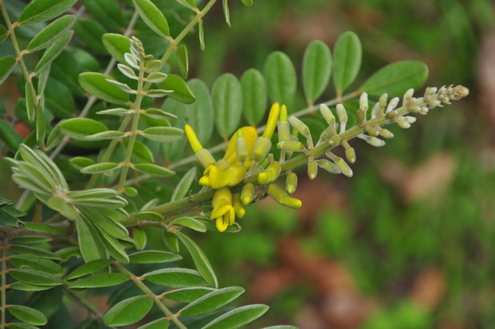 毛苦参Sophora flavescens var. kronei