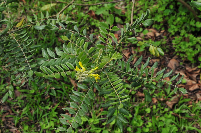 毛苦参Sophora flavescens var. kronei