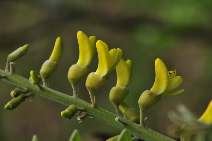 毛苦参Sophora flavescens var. kronei