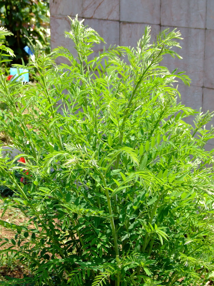 苦参Sophora flavescens 苦参Sophora flavescens
