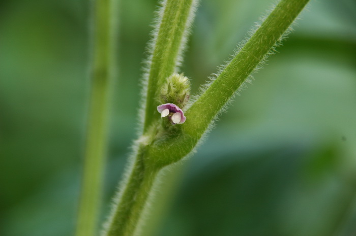 大豆Glycine max 大豆Glycine max