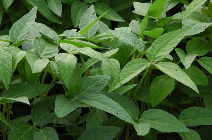大豆Glycine max 大豆Glycine max