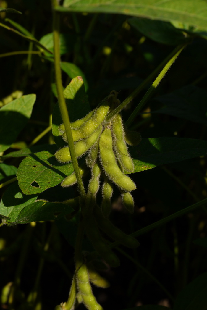 大豆Glycine max 大豆Glycine max