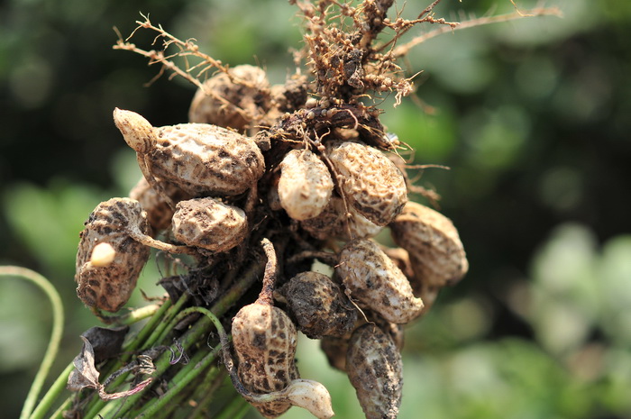 花生Arachis hypogaea 花生Arachis hypogaea