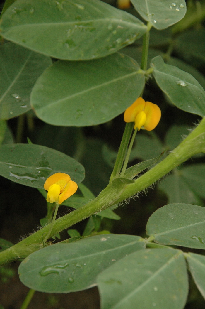 花生Arachis hypogaea 花生Arachis hypogaea