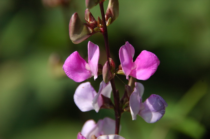 扁豆Lablab purpureus 扁豆Lablab purpureus