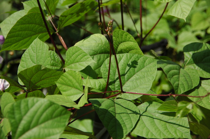 扁豆Lablab purpureus 扁豆Lablab purpureus
