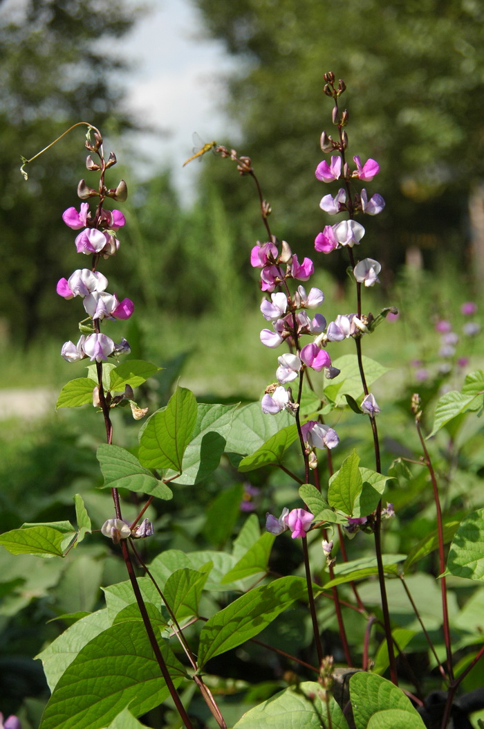 扁豆Lablab purpureus 扁豆Lablab purpureus