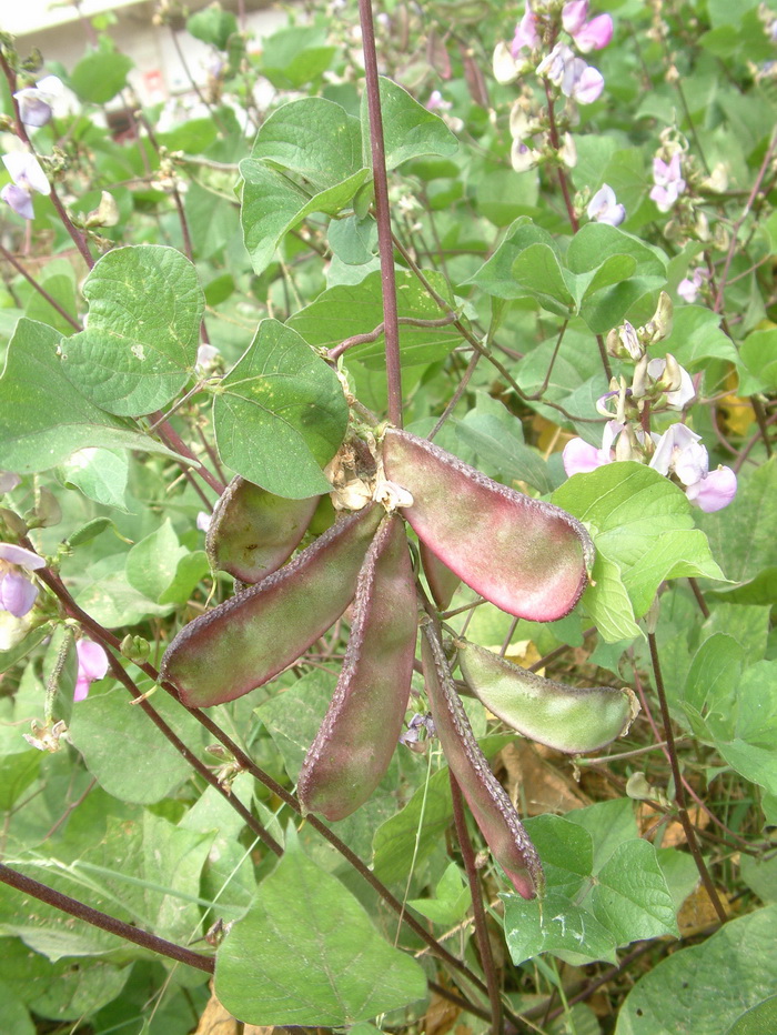 扁豆Lablab purpureus