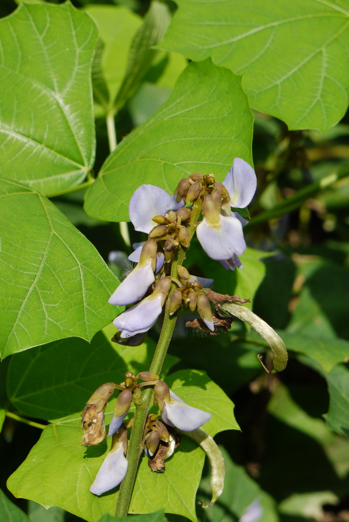 豆薯Pachyrhizus erosus 豆薯Pachyrhizus erosus