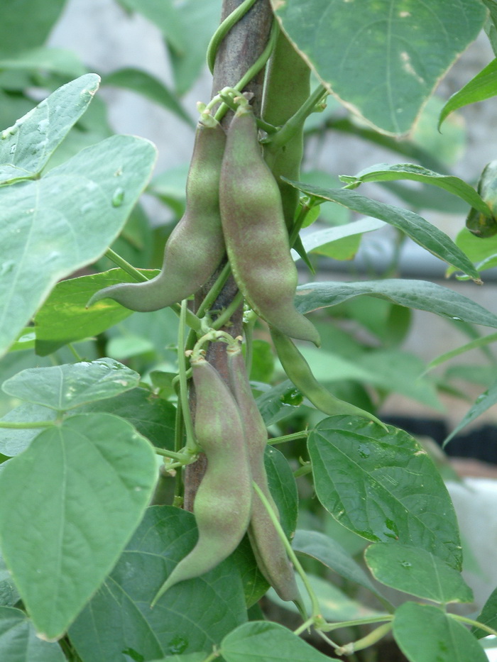 菜豆Phaseolus vulgaris 菜豆Phaseolus vulgaris