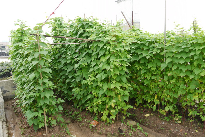 菜豆Phaseolus vulgaris