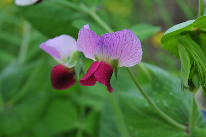 豌豆Pisum sativum 豌豆Pisum sativum