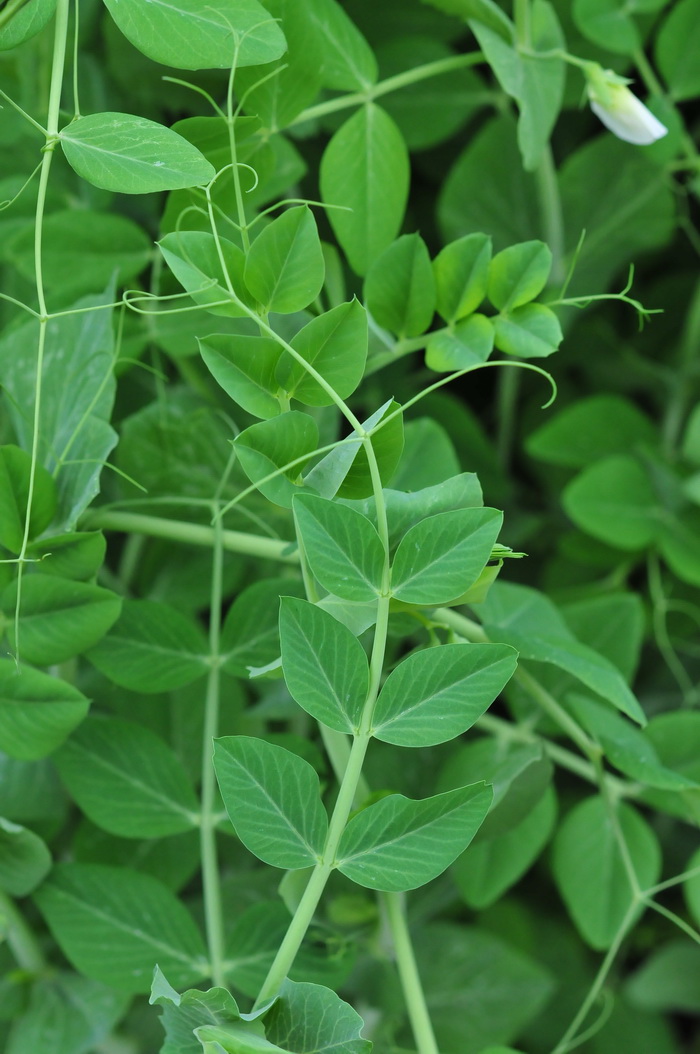 豌豆Pisum sativum 豌豆Pisum sativum