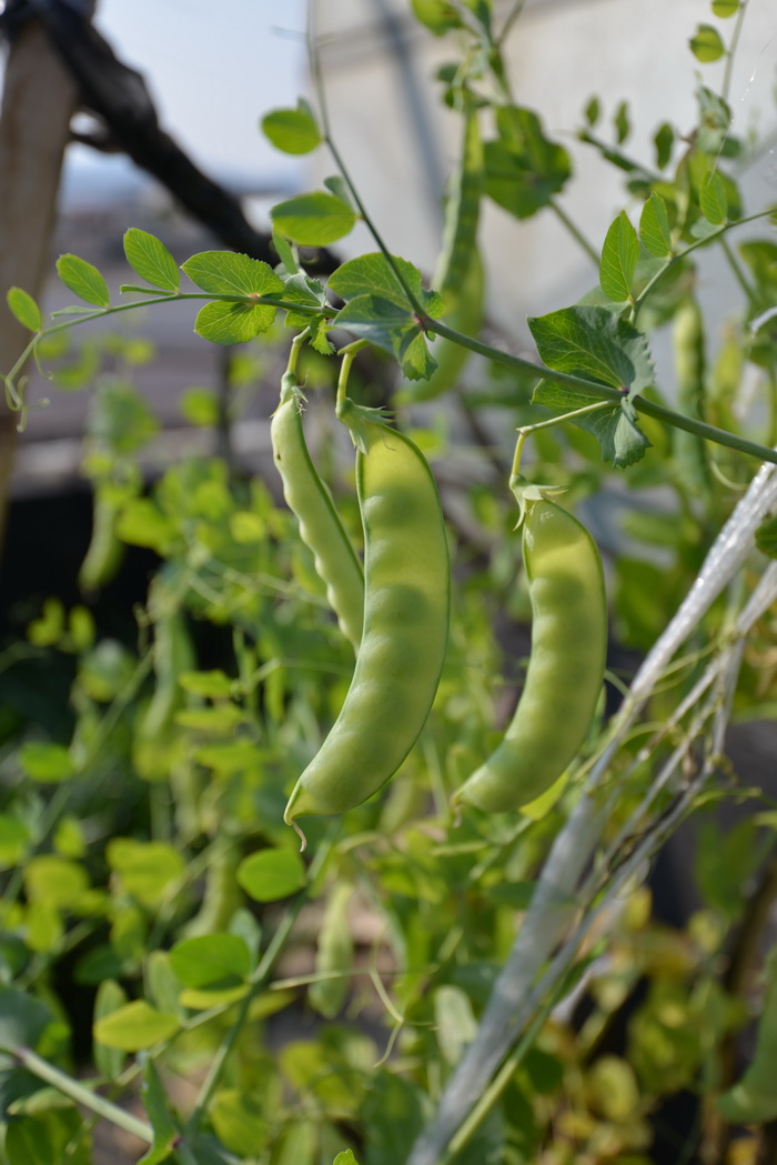 豌豆Pisum sativum 豌豆Pisum sativum
