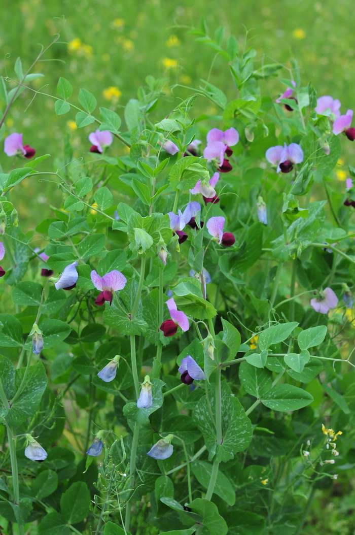 豌豆Pisum sativum 豌豆Pisum sativum