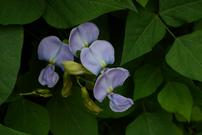 四棱豆Psophocarpus tetragonolobus 四棱豆Psophocarpus tetragonolobus