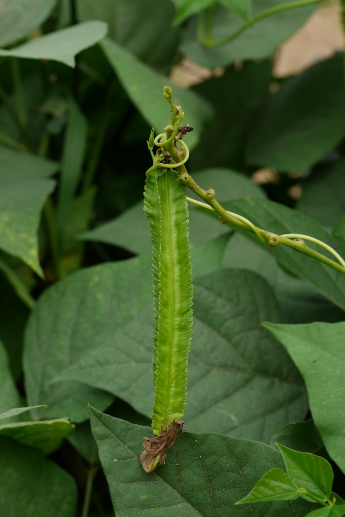四棱豆Psophocarpus tetragonolobus