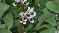 蚕豆Vicia faba