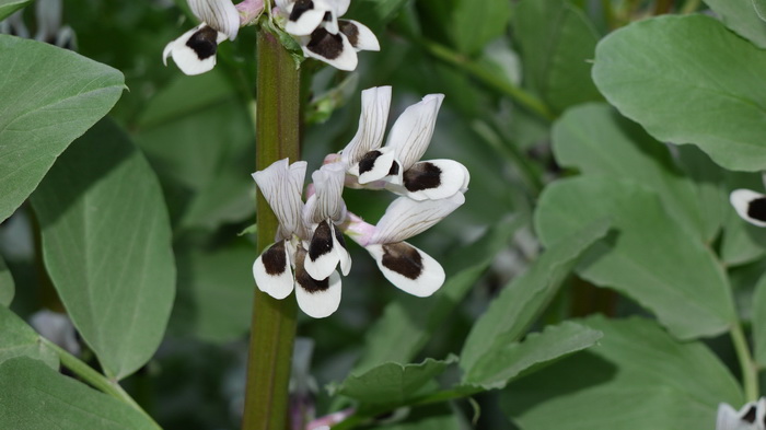 蚕豆Vicia faba 蚕豆Vicia faba