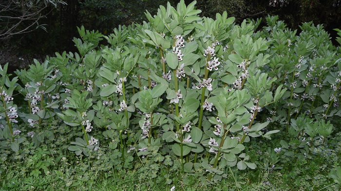 蚕豆Vicia faba