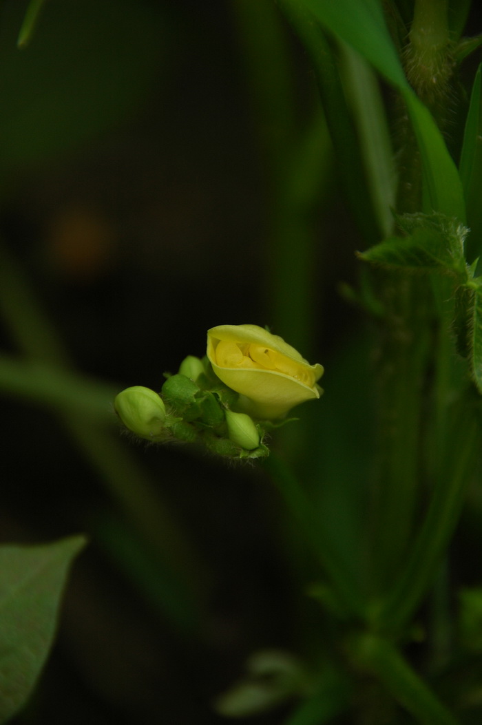 赤豆Vigna angularis 赤豆Vigna angularis