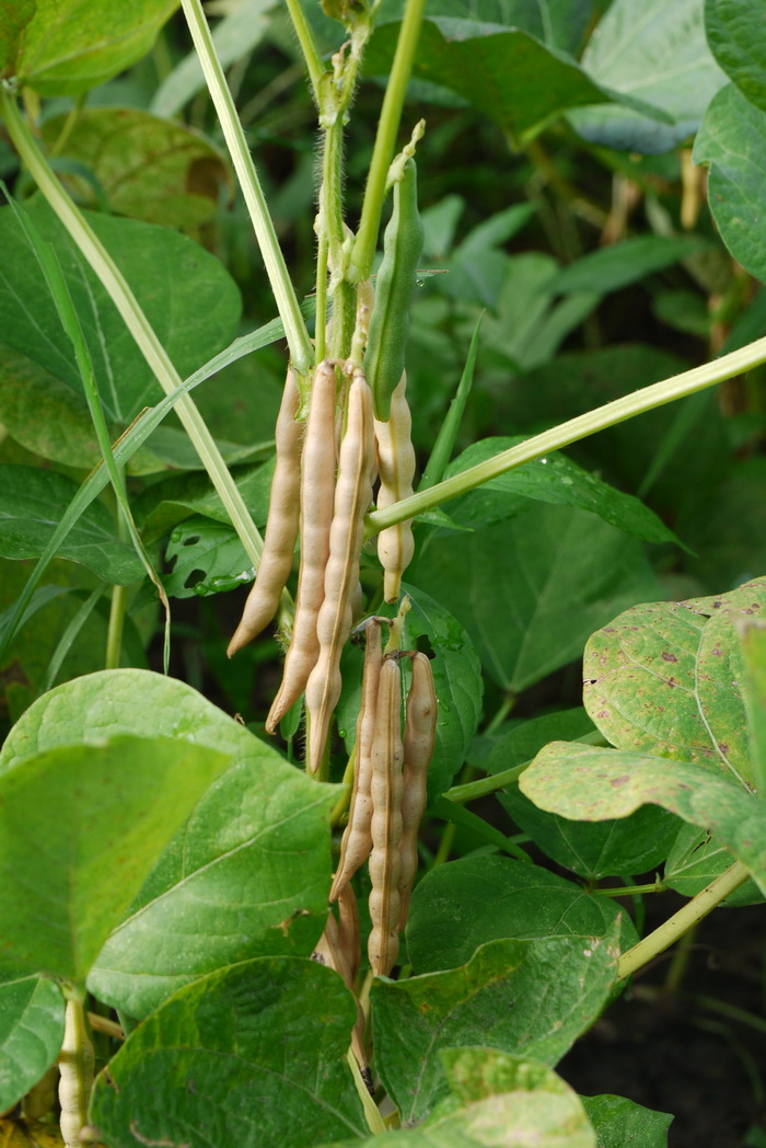 赤豆Vigna angularis 赤豆Vigna angularis