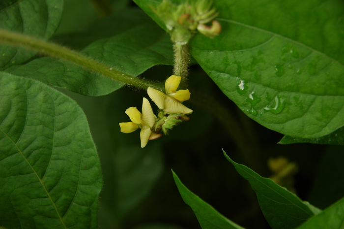 绿豆Vigna radiata 绿豆Vigna radiata