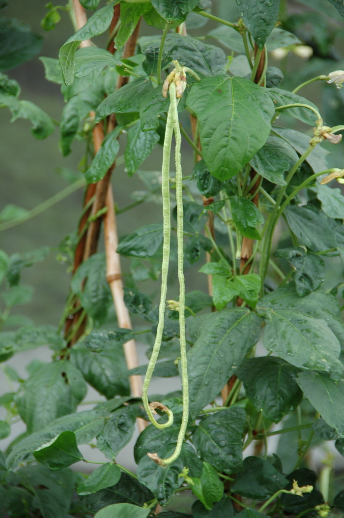 豇豆Vigna unguiculata 豇豆Vigna unguiculata