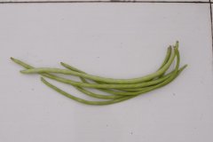 短豇豆Vigna unguiculata subsp. cylindrica