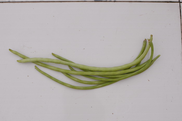 短豇豆Vigna unguiculata subsp. cylindrica 短豇豆Vigna unguiculata subsp. cylindrica
