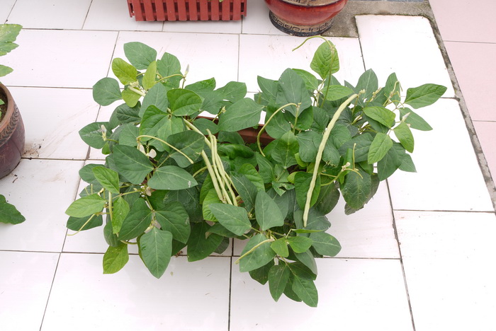 短豇豆Vigna unguiculata subsp. cylindrica