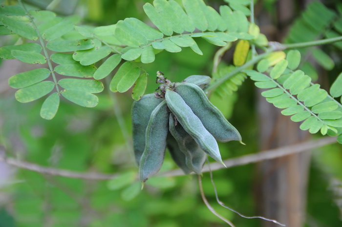 相思子Abrus precatorius 相思子Abrus precatorius
