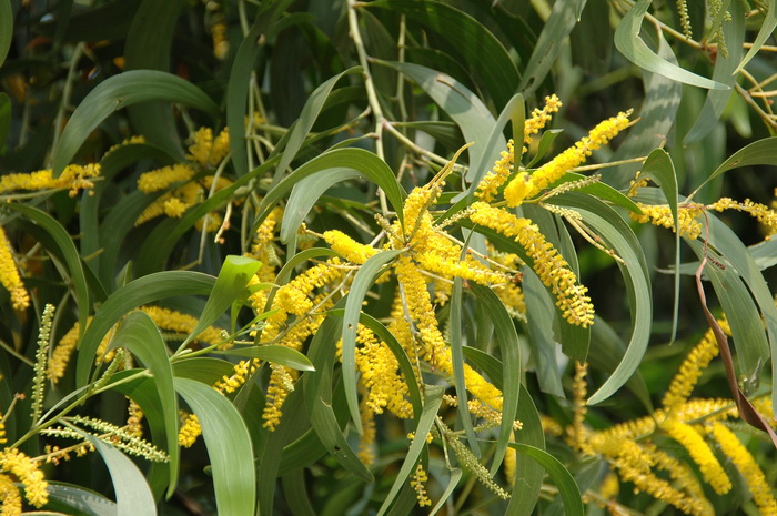 大叶相思Acacia auriculiformis 大叶相思Acacia auriculiformis