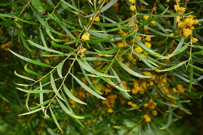 台湾相思Acacia confusa