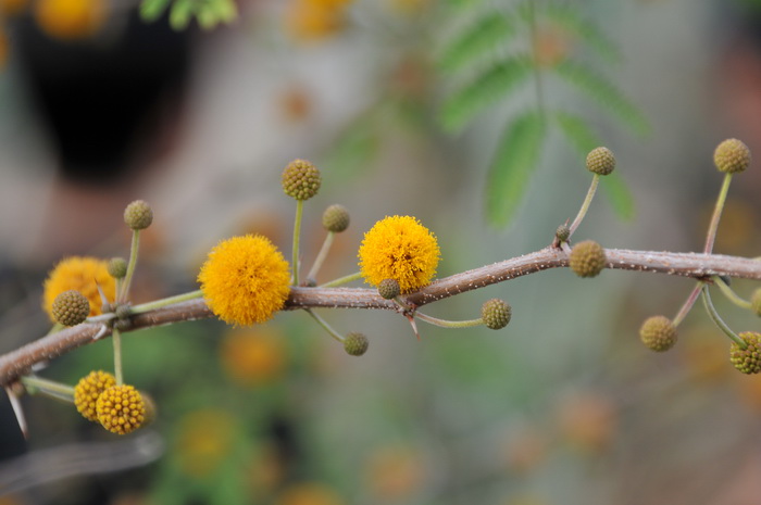 金合欢Acacia farnesiana 金合欢Acacia farnesiana