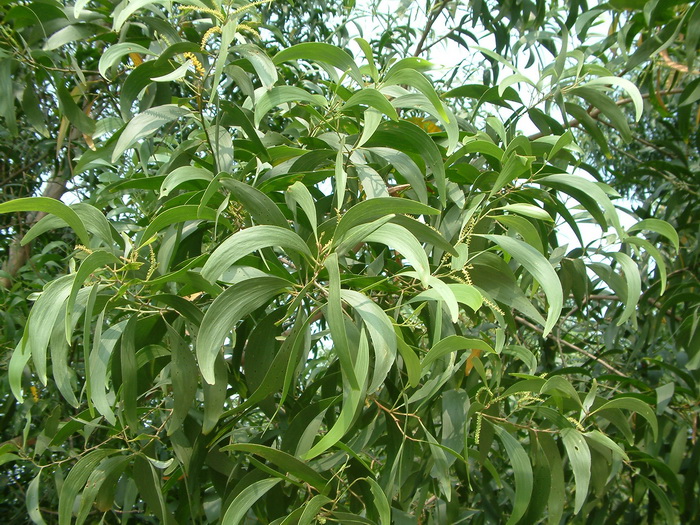 大叶相思Acacia auriculiformis 大叶相思Acacia auriculiformis