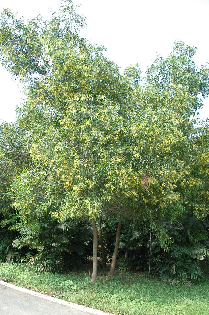 大叶相思Acacia auriculiformis 大叶相思Acacia auriculiformis