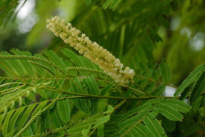 儿茶Acacia catechu