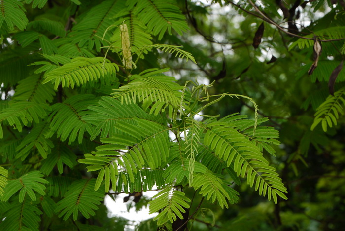 儿茶Acacia catechu 儿茶Acacia catechu