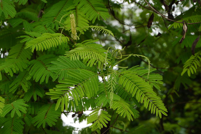 儿茶Acacia catechu