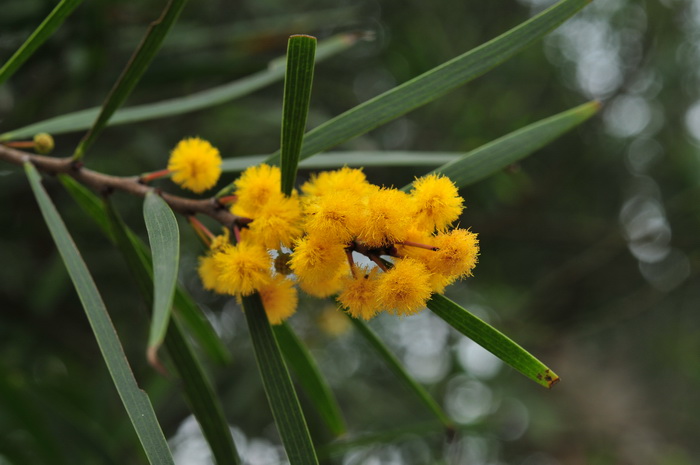 台湾相思Acacia confusa 台湾相思Acacia confusa